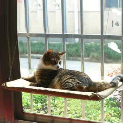 Fensterliege für Katzen
