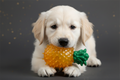 Zampaking Ananas Kauspielzeug für Hunde