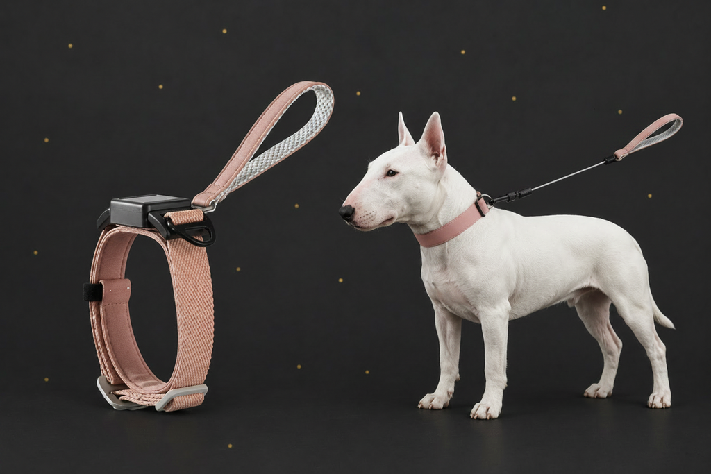 Hundehalsband verstellbar bis XL – robust, sicher & komfortabel | Zampa King
